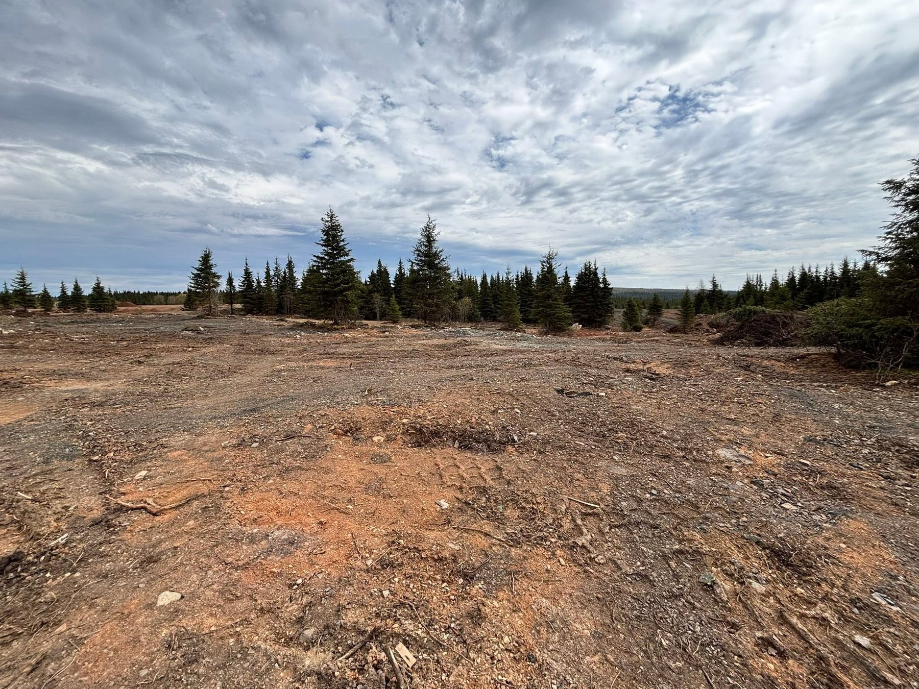 Large cleared area surrounded by spruce trees under a cloudy sky.